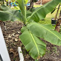 Banana Leaves 