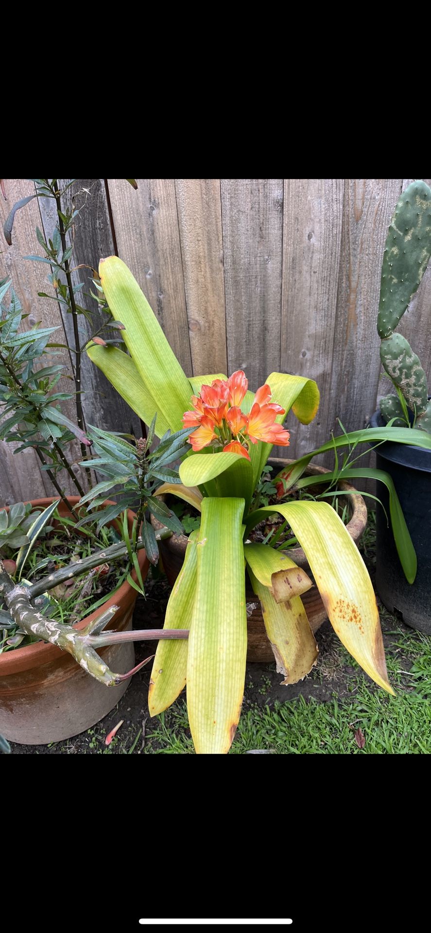 Lilly
