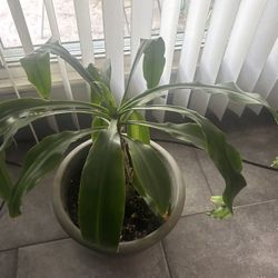 House Plant 