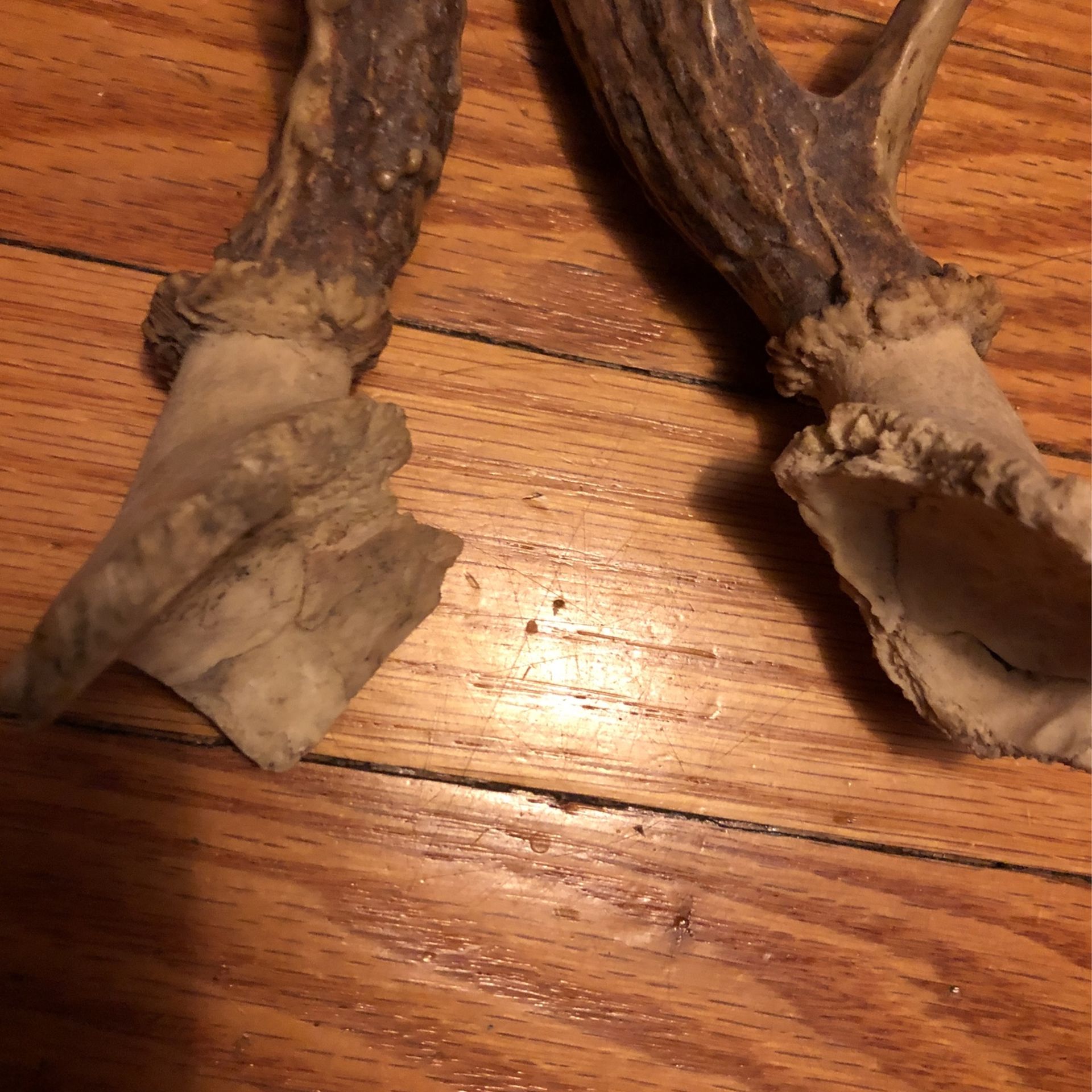 Antlers
