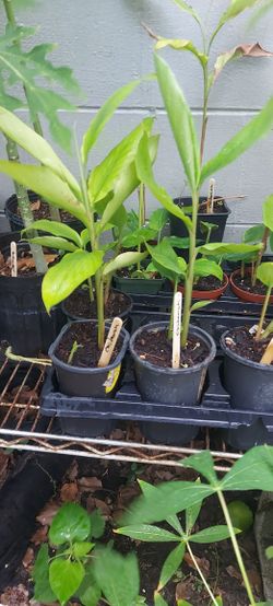 Cardamom Plants 