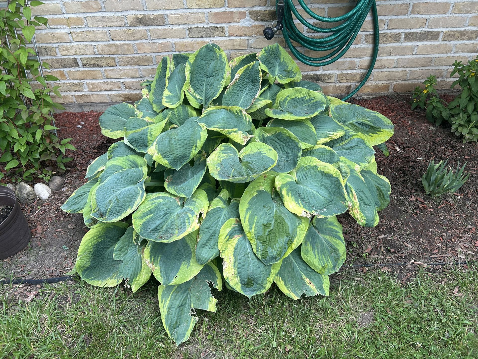 Perennial Plants