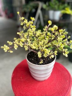 Rainbow Bush Succulent