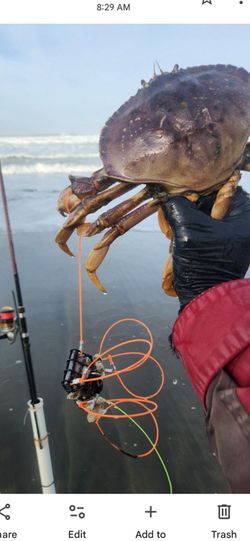 beach set up  for crabbing dungeness crab