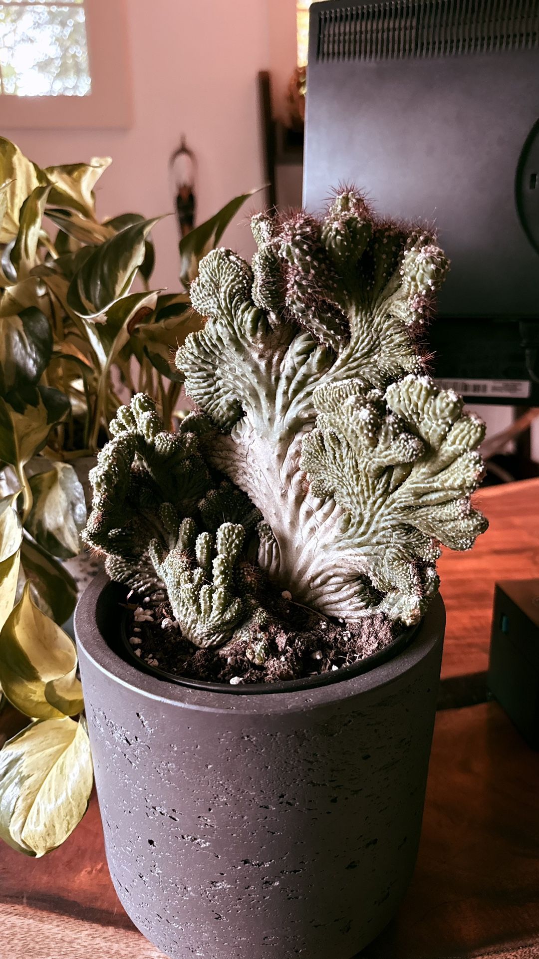 Euphorbia Succulent