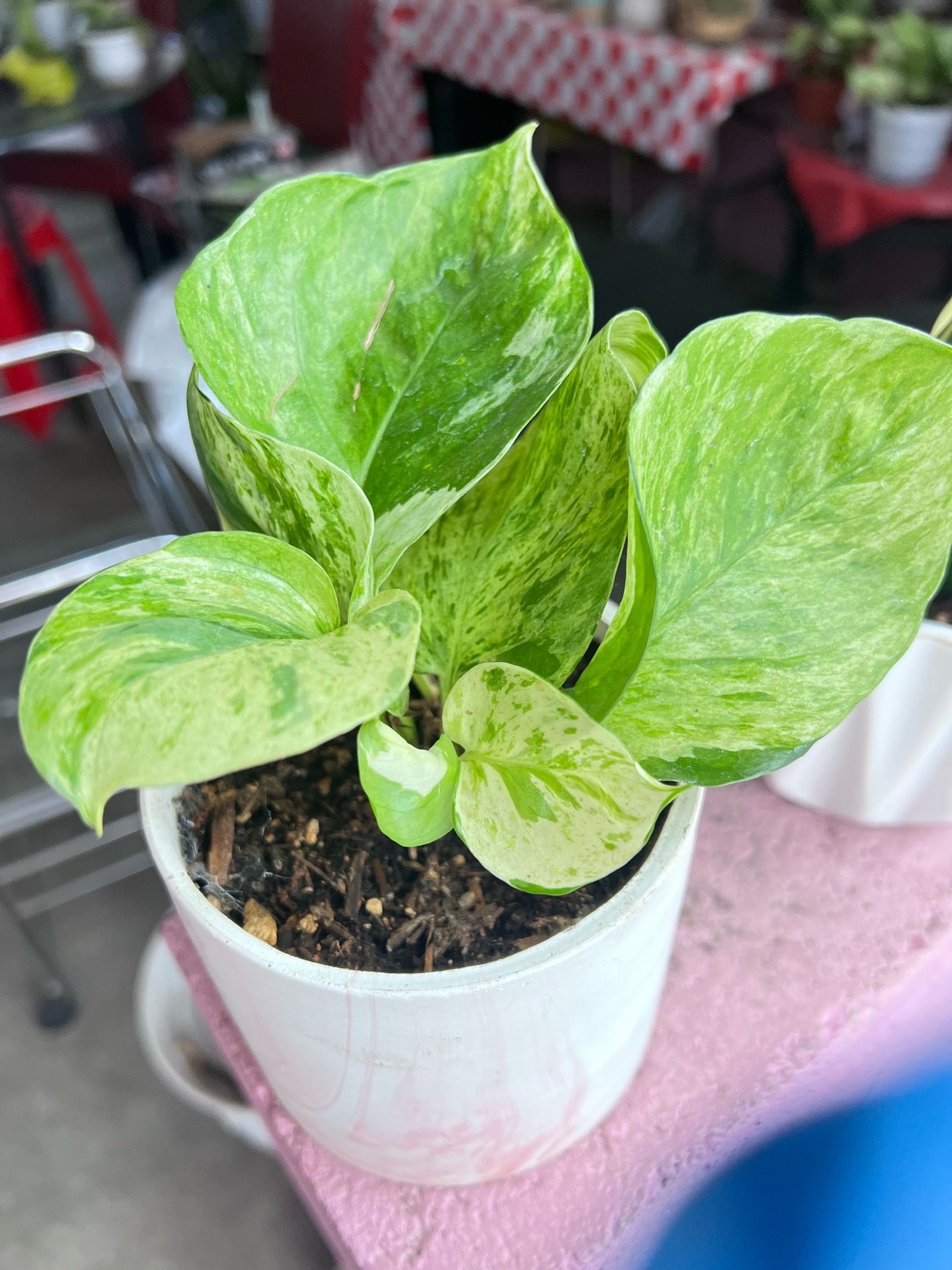 Manjula Pothos Indoor Plant