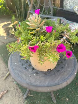 Planta