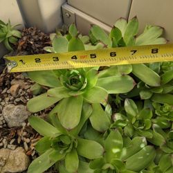 Hens And Chicks Succulents Large 6  7 Inches 