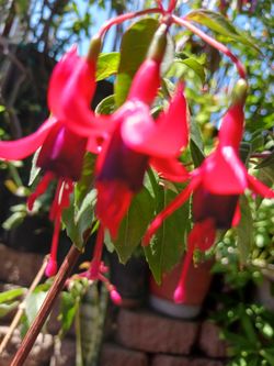 Fushia plant or aretes purple with pink
