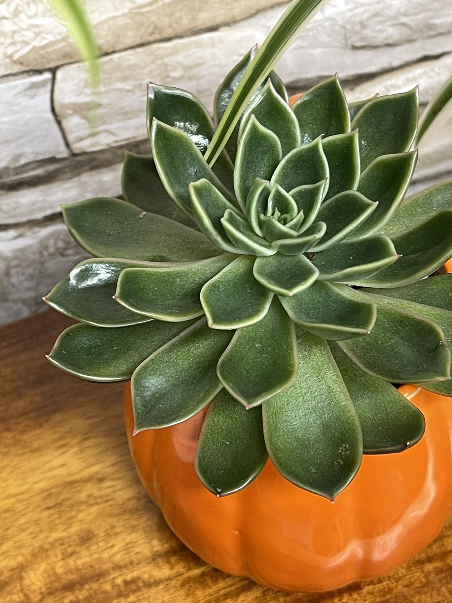 Succulent Echeveria Miranda House Plant In Pumpkin Ceramic Cup 4"H.
