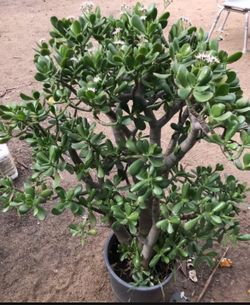 Planta de Jade