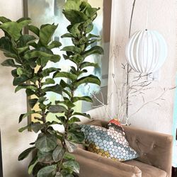 Aesthetically pleasing live Plant Decor