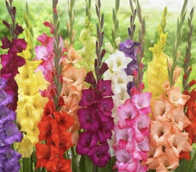Gladiolus Plant Bulbs 🌺 Flowers