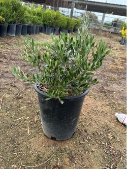 Dwarf olive 5 gal