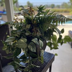 Artificial Plant