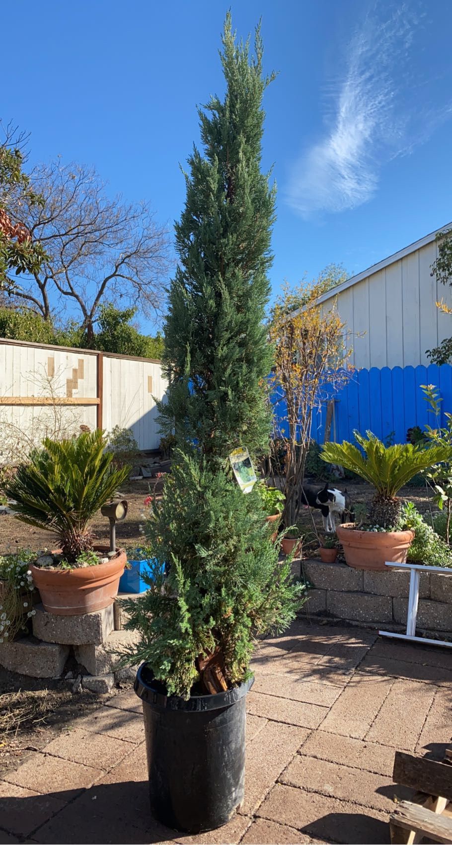9 foot blue point juniper for sale!!