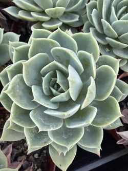 Echeveria Blue atoll succulent cactus plant