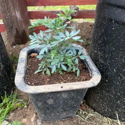 Plant Rue/ Planta De Ruda 