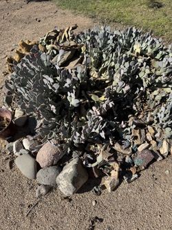 Free cactus garden must remove