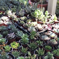 Succulents 