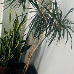 Dracaena Marginata Dragon Tree