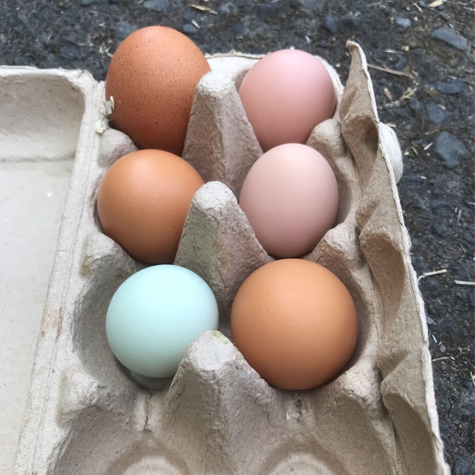 Organic Farm Pasture Eggs
