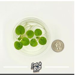 Amazon frogbit, Limnobium laevigatum, Live Aquarium/Aquatic/Floating/Pond Plant