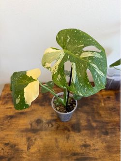 Monstera Thai Constellation – Healthy Variegated Plant