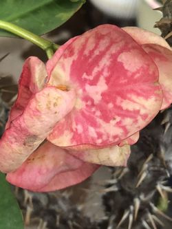 Corona De Cristo Pink Angel