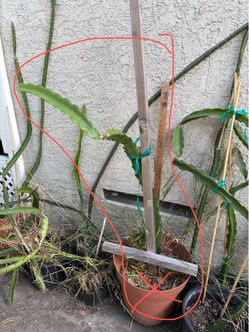 Dragon fruit plant-Asunta 5 Paco around 4ft potted with wood stakes for $65