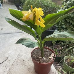 HERMOSAS PLANTAS NATURALES “YELLOW CANNA PLANT 