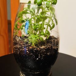 Terrarium with Plant, 9 inches tall