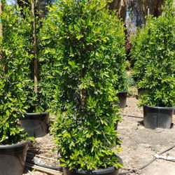Ficus Nitida 25 Gallon Privacy