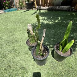 Dragon Fruit Plants 
