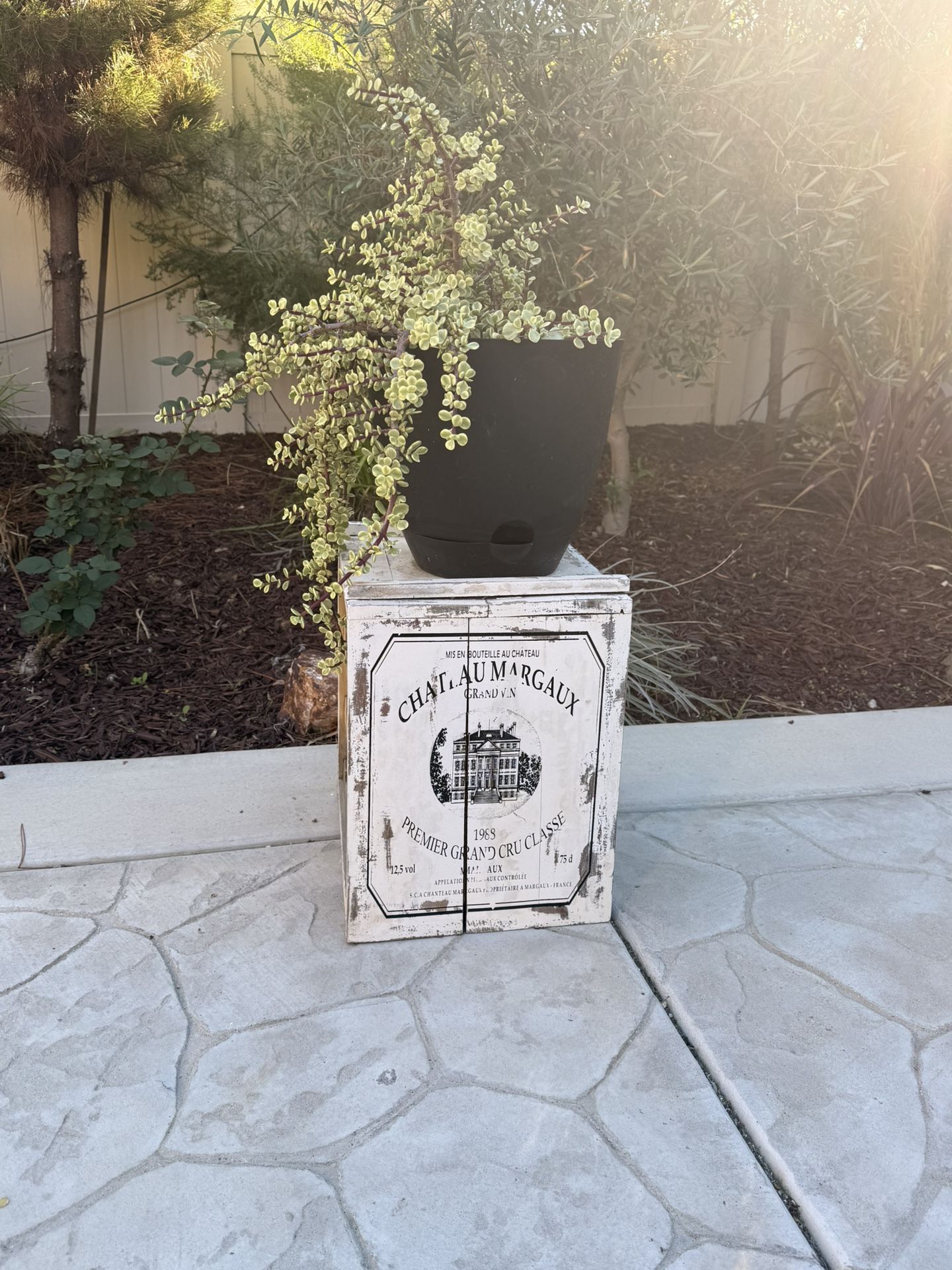 Plant With Plant Stand $15