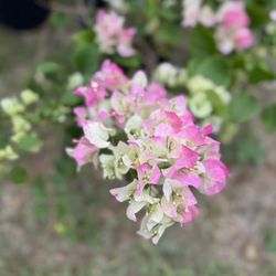 Bugambilias For Sale Edinburg