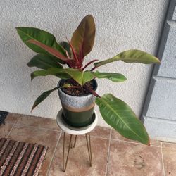 Philodendron Prince Of Orange 