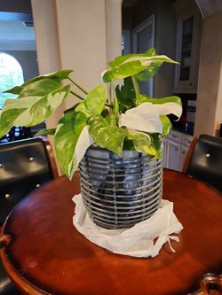 Philodendron Full White
