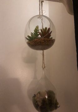 Hanging glass succulent bulbs