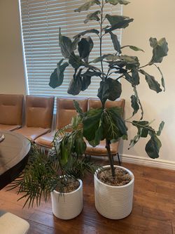 Decor plants