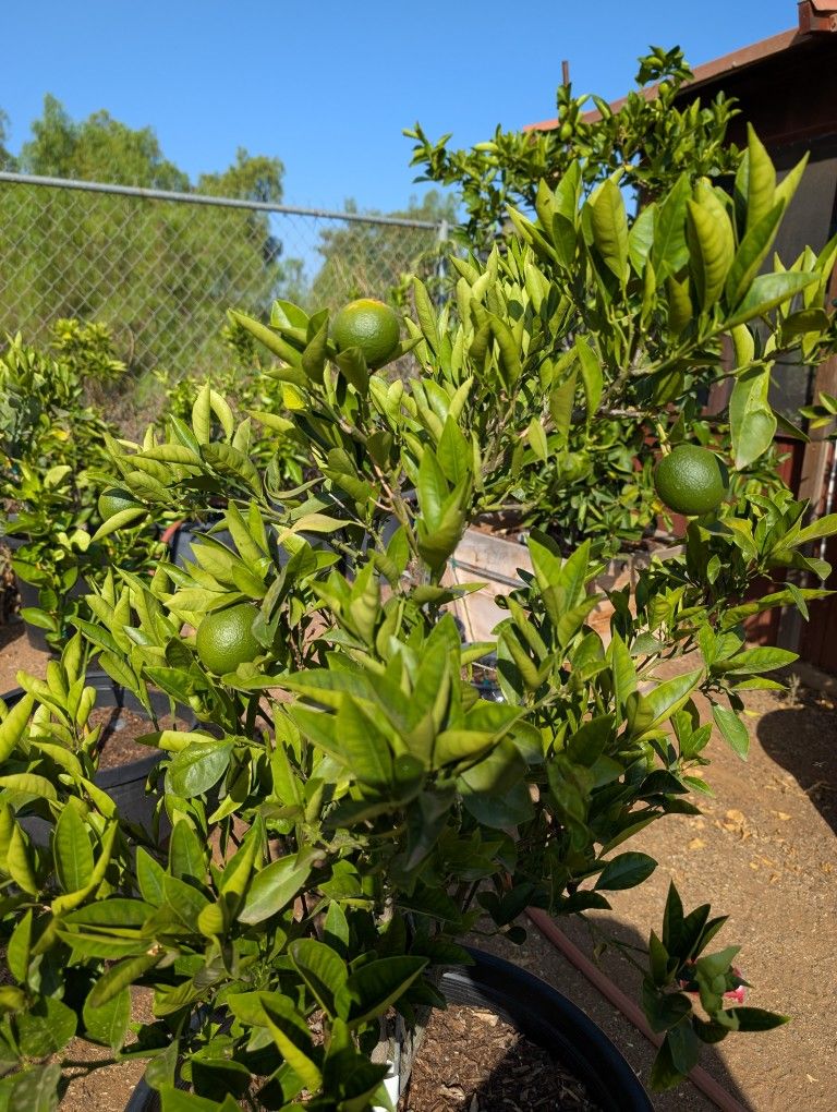 Washington Naval Orange Tree