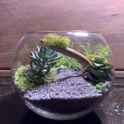 Interior Garden (Real Plants)(Terrarium)(Play Model)