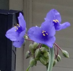 Spiderwort garden perennial garden flowers