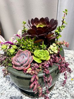 Succulent arrangement, arreglo de suculentas
