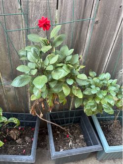 Dahlias in pots