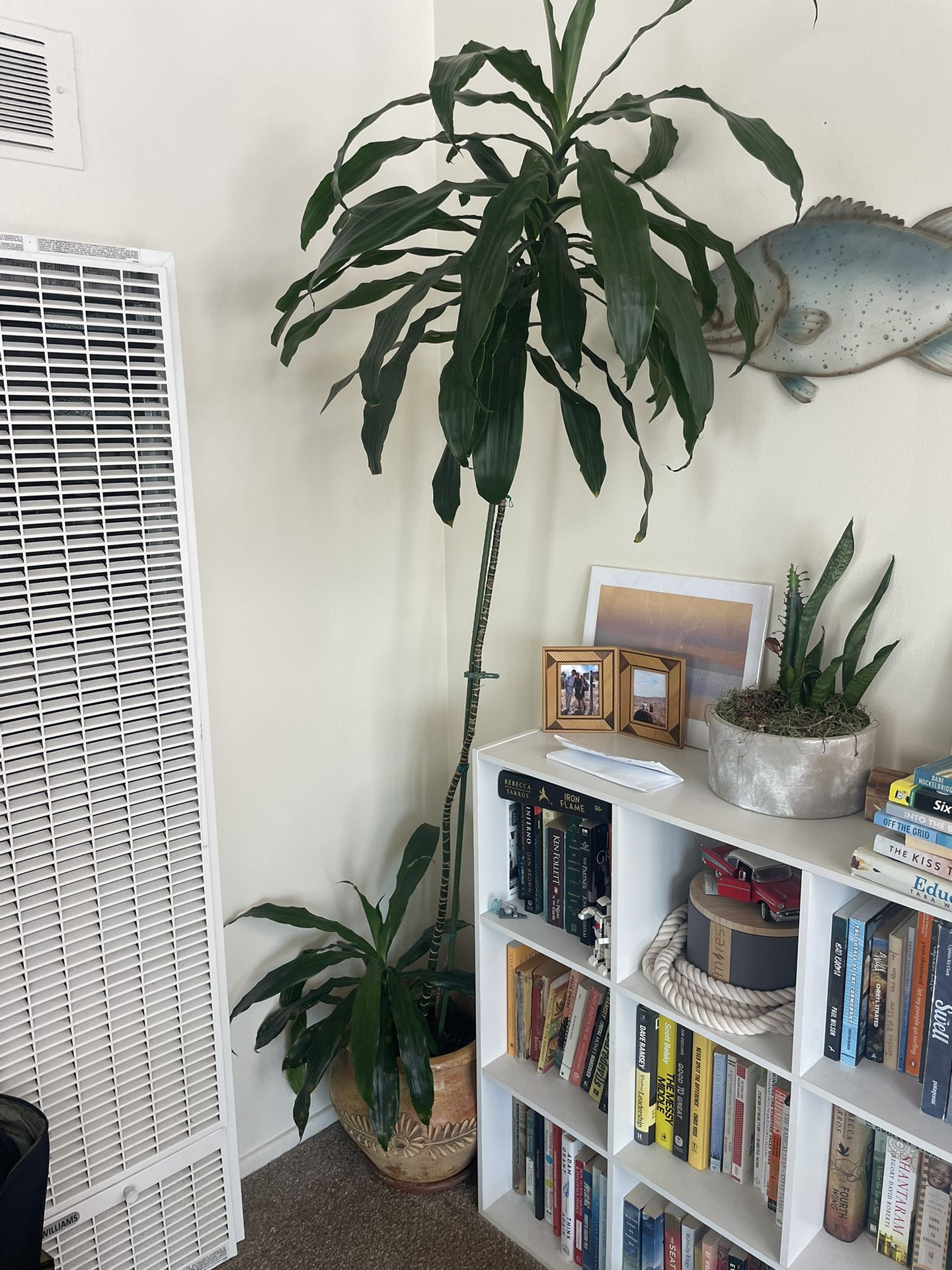 large palm tree in ceramic pot - indoor or outdoor