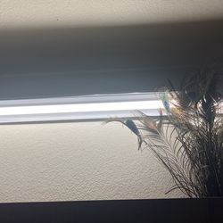 Big Lights