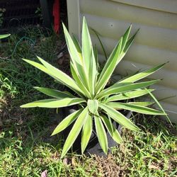 Various Size Agave Plants