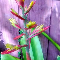 Big Bromeliads  Aechmea  Aquilega 