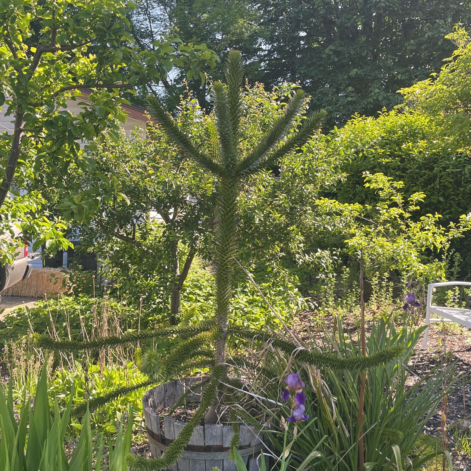 Monkey Puzzle Tree